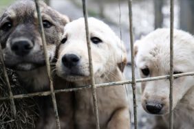 İstanbul Barosu'ndan sokak köpekleri için imza kampanyası 'Herkese çağrımızdır.. (2)
