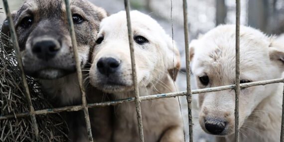 İstanbul Barosu’ndan sokakta yaşayan köpekler için imza kampanyası: ‘Herkese çağrımızdır…’