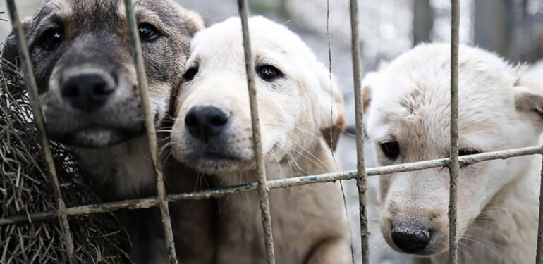 İstanbul Barosu'ndan sokak köpekleri için imza kampanyası 'Herkese çağrımızdır.. (2)
