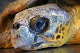İzmir'de kıyıya vuran caretta caretta tedavi altına alındı