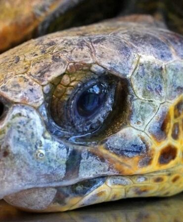 İzmir'de kıyıya vuran caretta caretta tedavi altına alındı