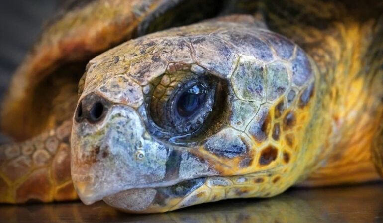 İzmir'de kıyıya vuran caretta caretta tedavi altına alındı