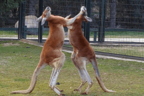 Kanguruların Neden Geri Geri Gidemediğini Öğrenince Bir Yaşınıza Daha Gireceksiniz