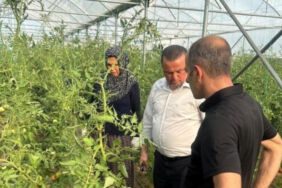 Kargı'da kurulan serada büyük başarı İlk hasatta 150 ton rekolte!