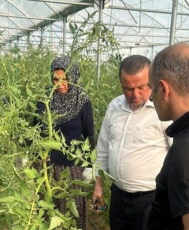 Kargı'da kurulan serada büyük başarı İlk hasatta 150 ton rekolte!