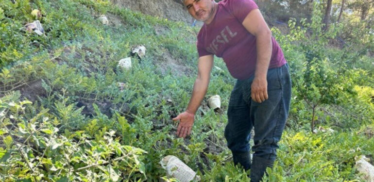 Kavurucu sıcaklarda mahsulünün yanmaması için ilginç bir çözüm buldu