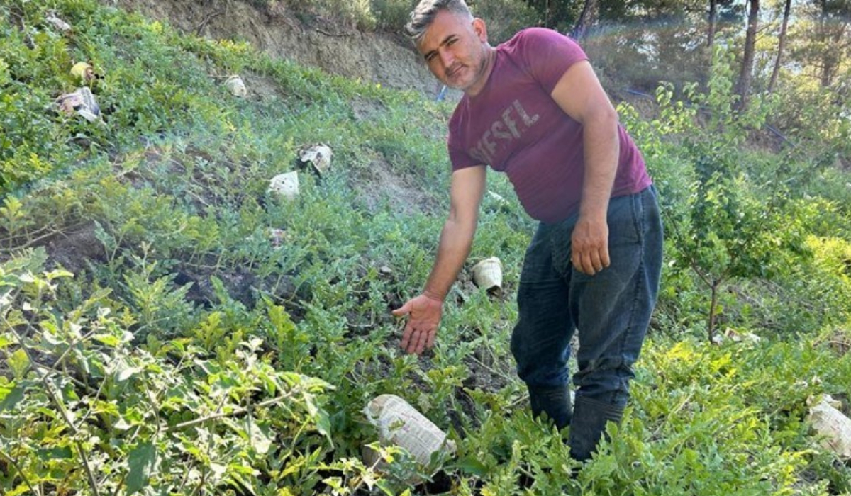 Kavurucu sıcaklarda mahsulünün yanmaması için ilginç bir çözüm buldu