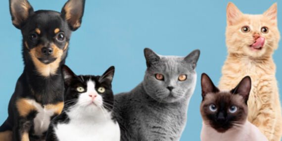 Çin’de evcil hayvan sayısı bebek sayısını geçecek