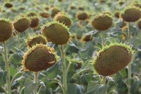 Kuraklığa dayanıklı yerli ve milli ayçiçeği tohumu 300 bin dekara ekildi