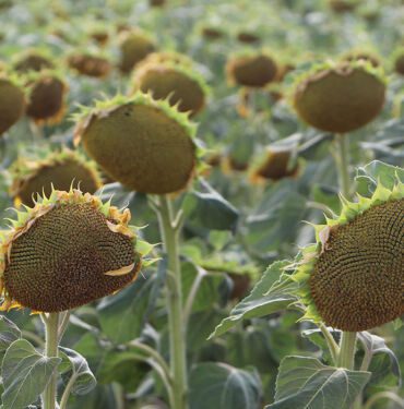 Kuraklığa dayanıklı yerli ve milli ayçiçeği tohumu 300 bin dekara ekildi