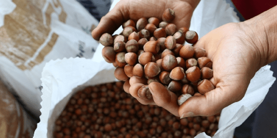 Fındığın faydaları nelerdir? Fındık tüketmenin avantajları ve etkileri