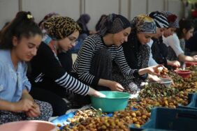 MALATYA KAYISI HASADI