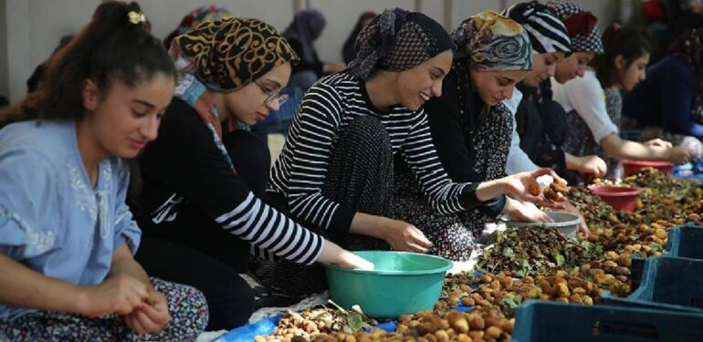 Mevsimlik tarım işçileri kayısı mesaisinde