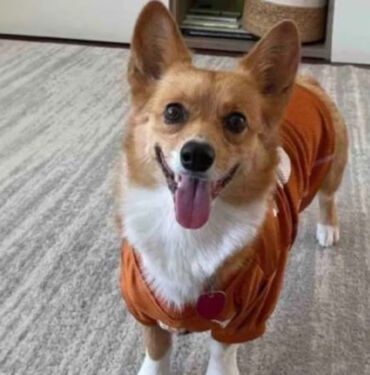 Maç sonuçlarını bilen kahin köpek Türkiye-Avusturya karşılaşmasını da bildi!