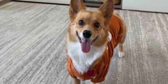 Pastanede, evcil hayvan krizi polislik oldu!