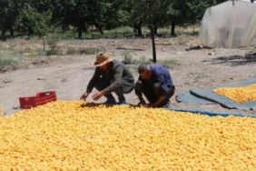Malatya'da hasatı devam ediyor! 40 bin ailenin geçim kaynağı.