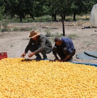 Malatya'da hasatı devam ediyor! 40 bin ailenin geçim kaynağı.