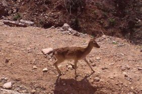 Manavgat yangının üzerinden üç yıl geçti... Kaçan yaban hayvanları geri döndü