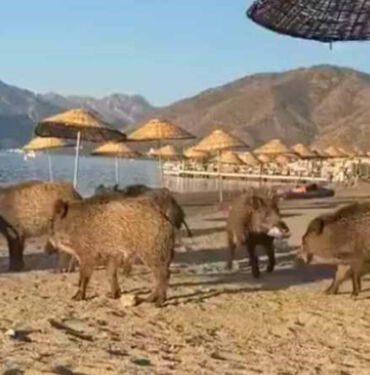 Marmaris'te sahile domuzlar indi