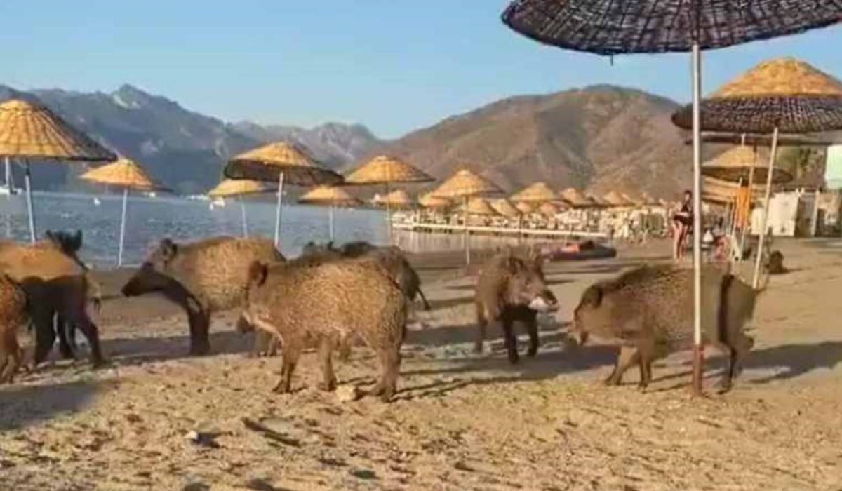 Marmaris'te sahile domuzlar indi