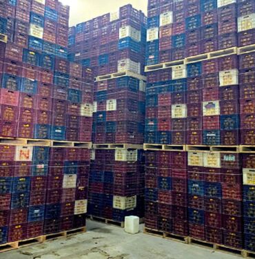 Mersin'de Hal Kayıt Sistemi'ne bildirilmeyen 380 ton limon tespit edildi Mersin'de, Ticaret İl Müdürlüğü ekiplerinin fiy