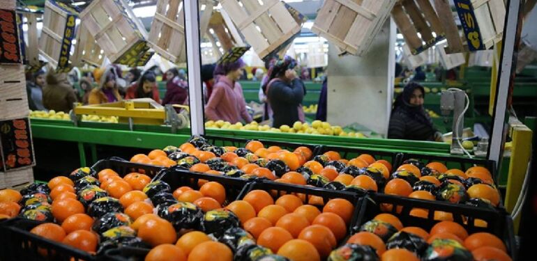 Meyve ve sebze mamulleri sektörü yılın ilk yarısında 1,3 milyar dolarlık ihracat yaptı