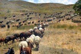 Muş'ta göçerlerin yayla mesaisi sürüyor