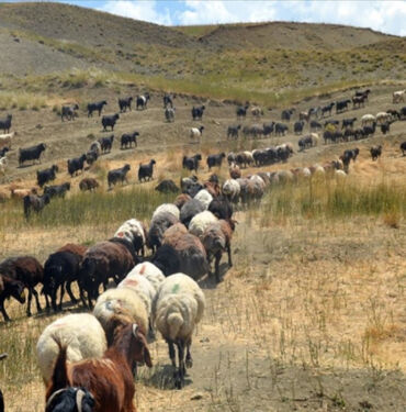 Muş'ta göçerlerin yayla mesaisi sürüyor