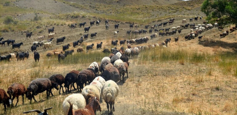 Muş'ta göçerlerin yayla mesaisi sürüyor
