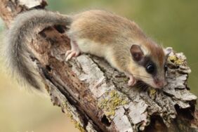 Nesli tehlike altındaydı Ağaç yediuyuru görüntülendi
