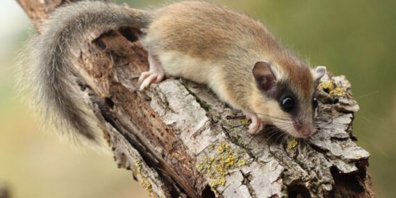 Nesli tehlike altındaydı: Ağaç yediuyuru görüntülendi