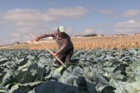 Niğde'de lahana hasadı başladı 132 bin 155 ton rekolte bekleniyor