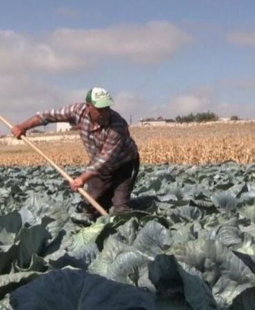 Niğde'de lahana hasadı başladı 132 bin 155 ton rekolte bekleniyor