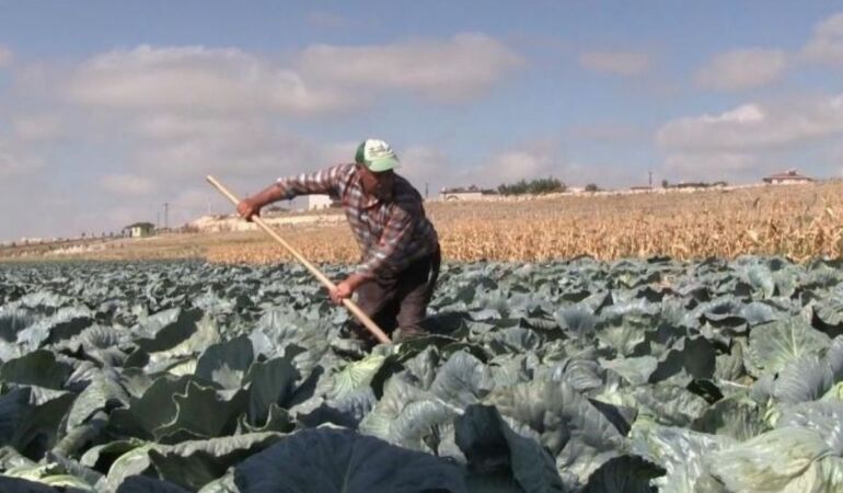 Niğde'de lahana hasadı başladı 132 bin 155 ton rekolte bekleniyor