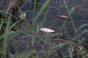 Porsuk Çayı'nda görülen balık ölümleri endişeye neden oldu