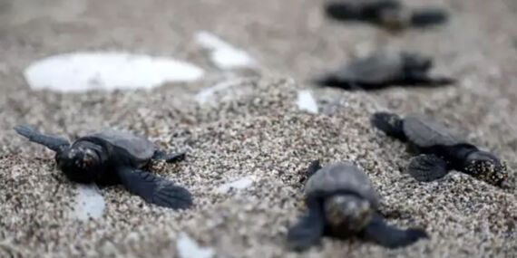 Rekora koşuyolar! 30 yılın rekoruna son 6 yuva kaldı