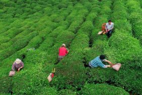 Rize'li çay üreticisi isyan etti, çaya benzin döküp yaktı!