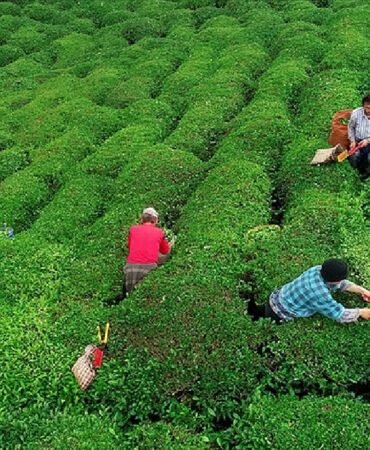 Rize'li çay üreticisi isyan etti, çaya benzin döküp yaktı!