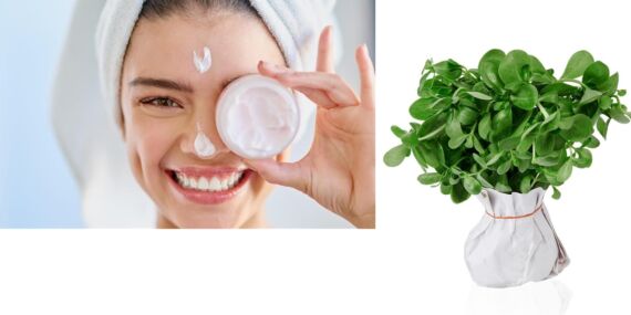 Sağlıklı bir cilt için semizotu tüketin… İşte yararları