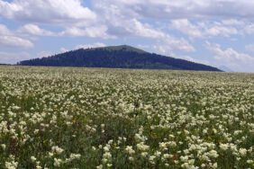Sarıkamış kışın karla, yazın kır melikesi çiçeğiyle beyaza bürünüyor