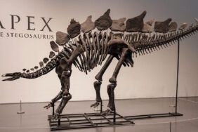 Şimdiye kadarki 'en pahalı' dinozor fosili, açık artırmada 44,6 milyon dolara satıldı