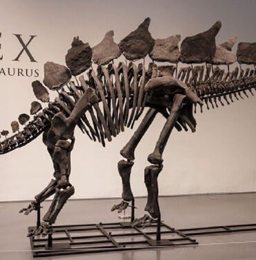 Şimdiye kadarki 'en pahalı' dinozor fosili, açık artırmada 44,6 milyon dolara satıldı