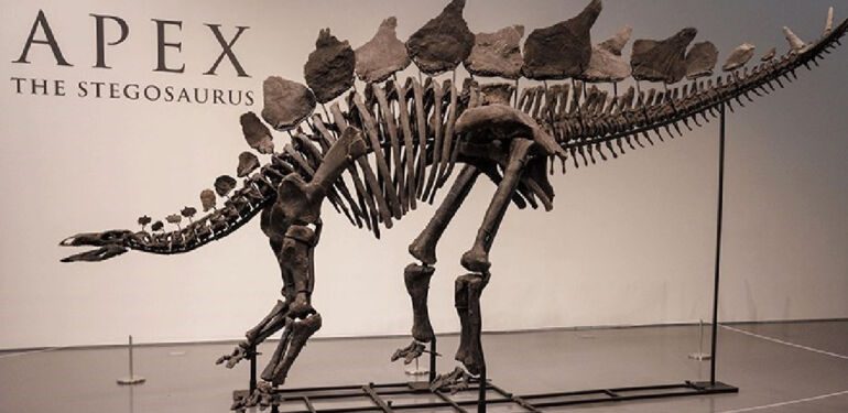 Şimdiye kadarki 'en pahalı' dinozor fosili, açık artırmada 44,6 milyon dolara satıldı