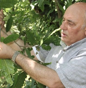 Sinop'ta mevsim şartları sayesinde kestanede verimli sezon bekleniyor