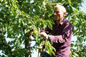 Son hasat yüzleri güldürdü! Kilosu 60 lira...