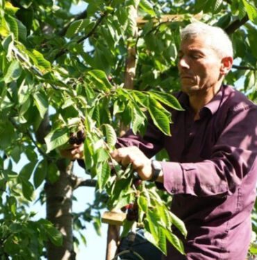 Son hasat yüzleri güldürdü! Kilosu 60 lira...
