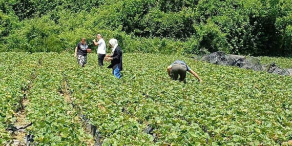 Türkiye’de bir ilk: Hasadını müşteri yapıyor!
