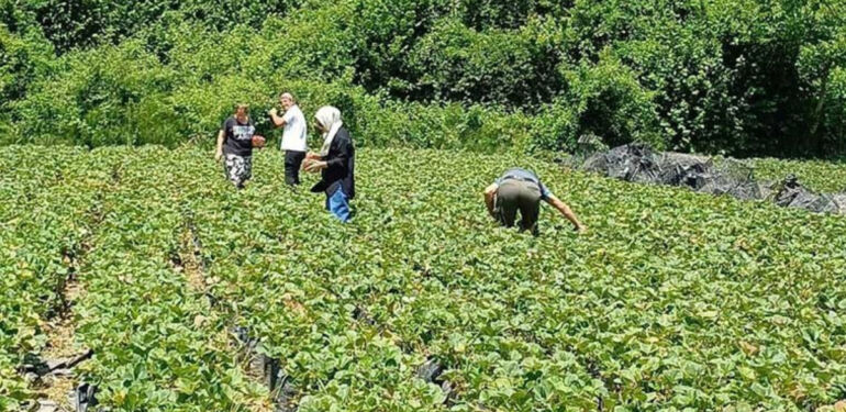 Türkiye'de bir ilk Hasadını müşteri yapıyor!