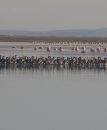 Tuz Gölü'nde bu yıl 4 bin 300 flamingo dünyaya geldi