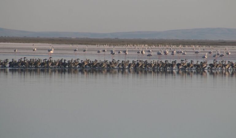 Tuz Gölü’nde bu yıl 4 bin 300 flamingo dünyaya geldi